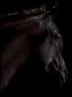 Постер А2 "МИСТЕРИЯ FERRARI "Темная лошадка". Екатерина Шерстнёва