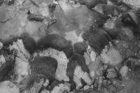 Из проекта «Пути каслания». «Дно горной реки». Фёдор Телков